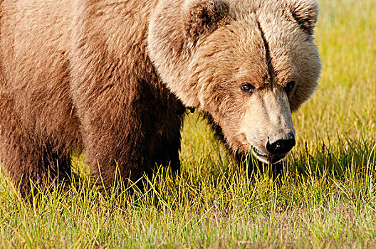 大灰熊,棕熊,阿拉斯加,美国
