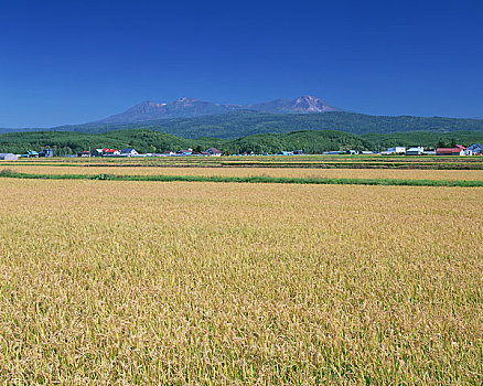 稻田,山