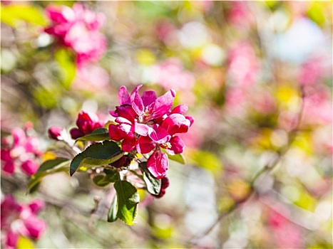 粉色,花,苹果树,特写