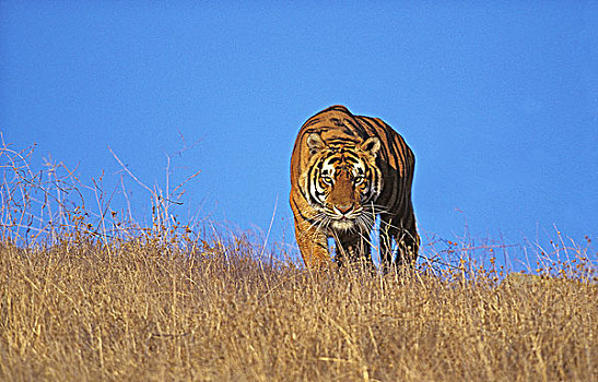 孟加拉虎,虎,干草