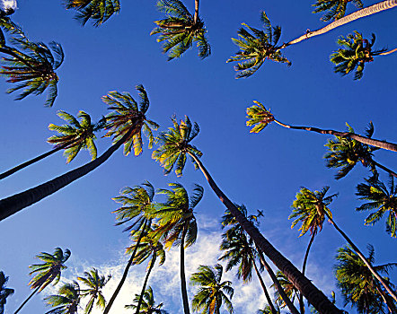 美国,夏威夷,莫洛凯岛,椰树,小树林,棕榈树