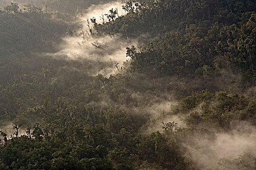 晨雾,上方,雨林,岛屿,巴布亚新几内亚