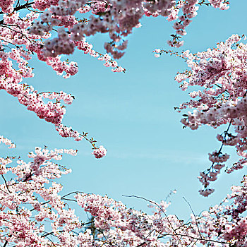 粉色,樱花,蓝天