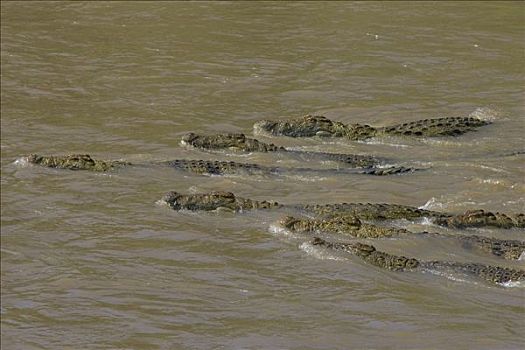 尼罗鳄,群,游泳,马拉河,马赛马拉国家保护区,肯尼亚