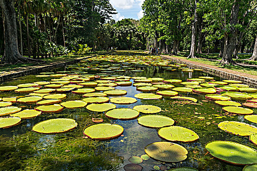 水塘,维多利亚,庞普勒穆斯,植物园,毛里求斯,非洲