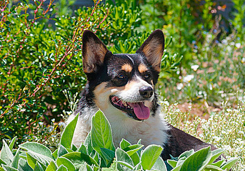 彭布罗克威尔士柯基犬,坐,花园