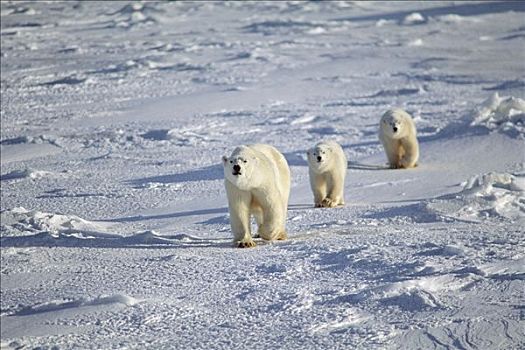 北极熊,母兽,冰原,丘吉尔市,曼尼托巴,加拿大