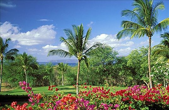 夏威夷,毛伊岛,麦肯那,海滩,高尔夫球场,叶子花属,前景,蓝天