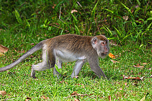 食蟹猴,巴戈国家公园,沙捞越,婆罗洲,马来西亚,亚洲