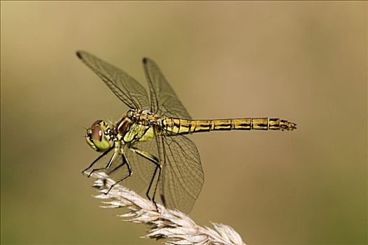 石南,蜻蜓,条斑赤蜻,雌性