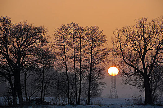 树,高压电塔,冬天,日落,巴伐利亚,德国,欧洲