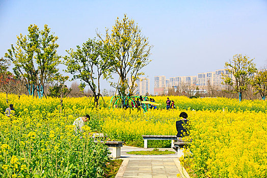 油菜花,田园,树