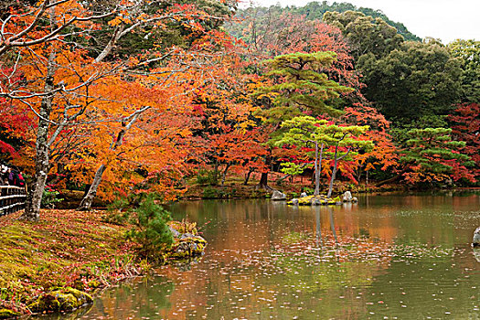 日式庭园,庙宇,金阁寺,京都,日本