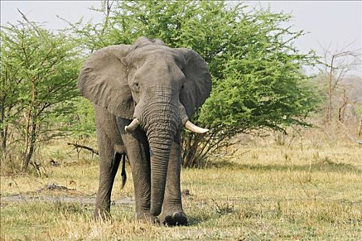 非洲象,莫瑞米,国家公园,野生动植物保护区,奥卡万戈三角洲,博茨瓦纳,非洲