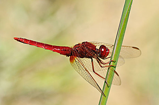 深红色,蜻蜓,雄性