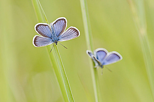普通,蓝色,蓝灰蝶,两个,蝴蝶,栖息,草叶,北方,黑森州,德国,欧洲