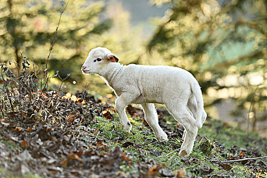 头像,羊羔,绵羊,牧场,春天,普拉蒂纳特,巴伐利亚,德国