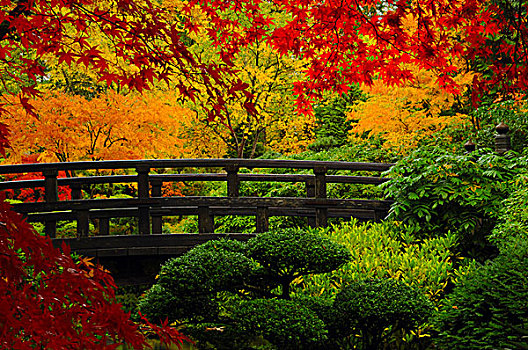 秋天,月亮,桥,波特兰,日式庭园,俄勒冈,美国