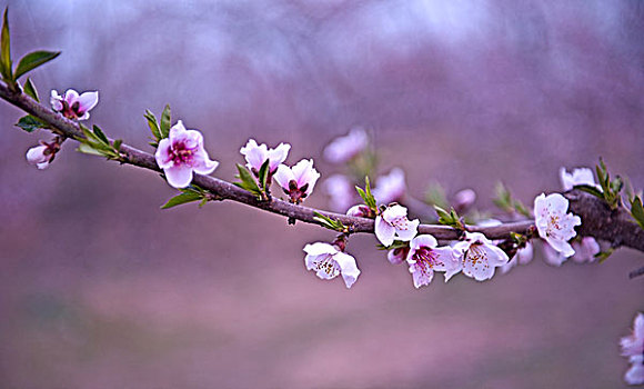 安徽砀山桃花盛开