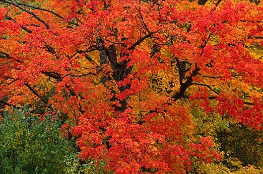 树,秋天,靠近,新布兰斯维克,加拿大