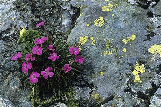 康乃馨,粉色,石竹类植物,上陶恩山国家公园,奥地利,欧洲