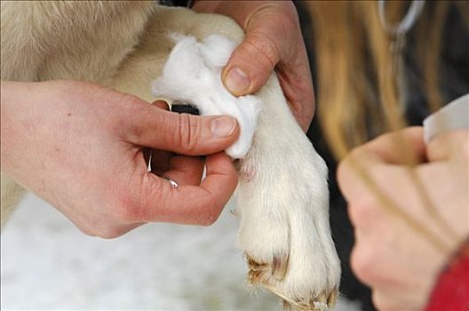 哈士奇犬,爪子