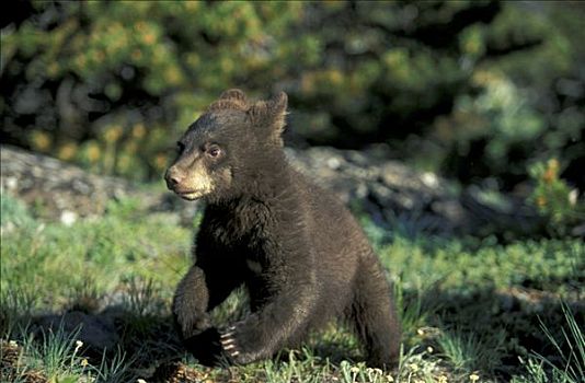 美洲黑熊,幼兽,走,蒙大拿,美国,北美