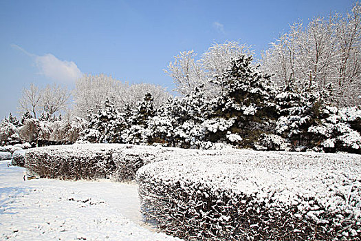 公园,树木,雪