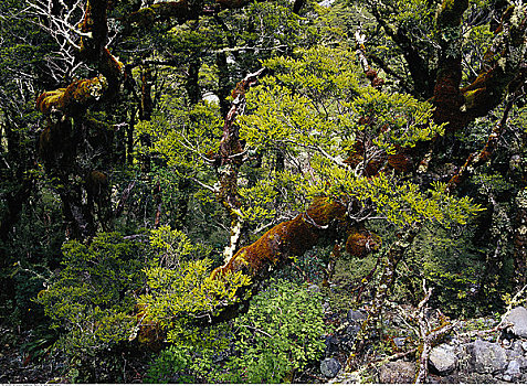 苔藓,遮盖,山毛榉树,峡湾国家公园,南岛,新西兰