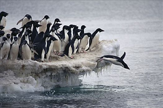 阿德利企鹅,跳跃,海洋,冰,围裙,富兰克林,岛屿,罗斯海,南极