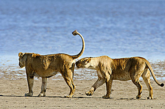 两个,雌狮,一个,嗅,生殖器,区域,湖,恩戈罗恩戈罗火山口,世界遗产,坦桑尼亚,非洲