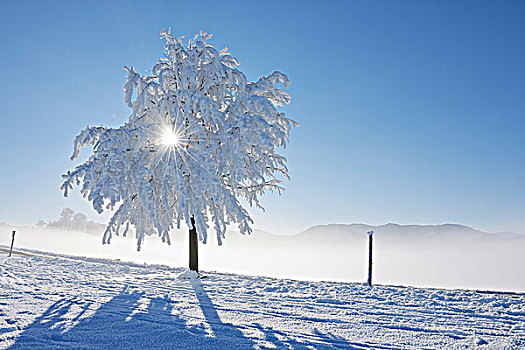 树,白霜,瑞士