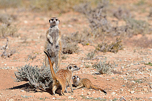 猫鼬,成年,女性,专注,两个,幼兽,洞穴,入口,卡拉哈迪大羚羊国家公园,北开普,南非,非洲