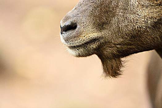 阿尔卑斯野山羊,羱羊,鼻子,侧面视角,特写