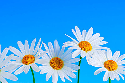 雏菊,花,排列,淡蓝色,背景