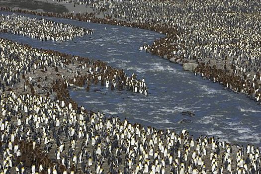 帝企鹅,成年,幼禽,聚会,河,靠近,栖息地,南乔治亚