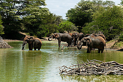 大象,非洲象,喝,禁猎区,查沃,肯尼亚