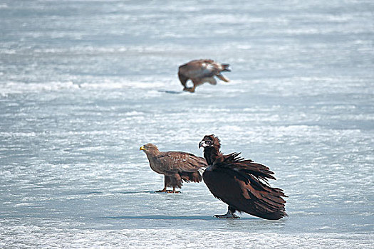 吉林省敬信湿地的秃鹫和白尾海雕
