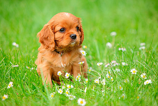 查尔斯王犬,小狗,红宝石,6星期大,坐,花,草地