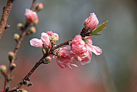 碧桃,千叶桃花,桃花