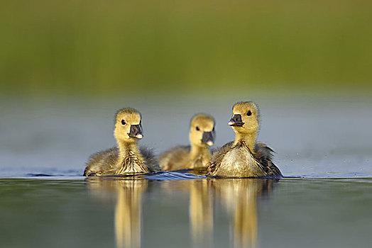 三个,小,灰雁,幼禽,游泳,国家公园,匈牙利,欧洲