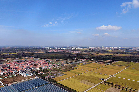 山东省日照市,蓝天白云下的金色大地,稻浪翻滚喜迎丰收年