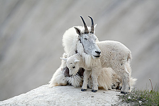 石山羊,雪羊,保姆,落基山,山羊,碧玉国家公园,艾伯塔省,加拿大