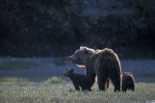 雌性,大灰熊,棕熊,走,地点,阿拉斯加,美国