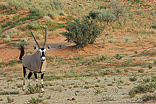 南非,卡拉哈里沙漠,卡拉哈迪大羚羊国家公园,长角羚羊,羚羊