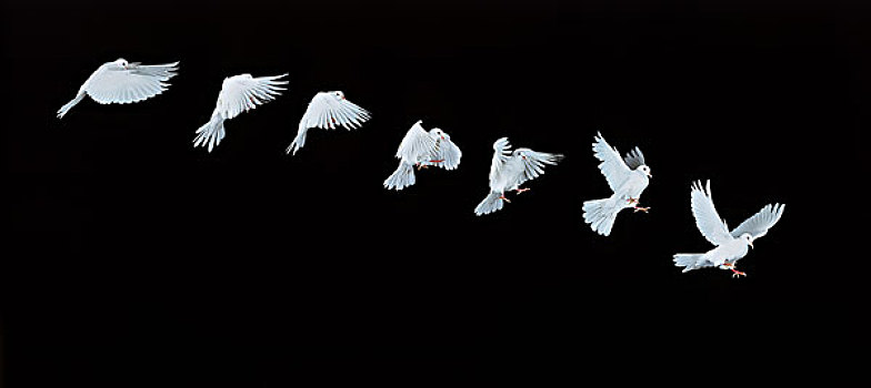 白鸽,飞行,移动,次序