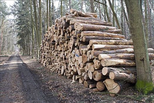 大,一堆木材,树干,长度,黑森州,德国