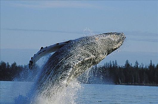 阿拉斯加,通加斯国家森林,驼背鲸,鲸跃