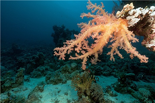 软珊瑚,红海