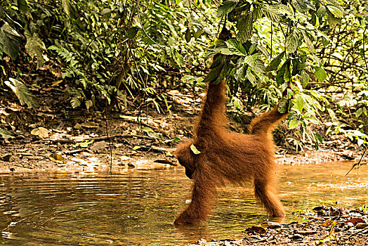 猩猩,觅食,溪流,丛林,印度尼西亚